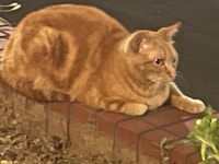 우리동네 터줏대감님~~~ > 자유게시판 우리동네 터줏대감님~~~ > SIR