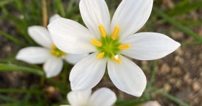 떡집 담장에 핀 꽃 - SIR - 개발자 커뮤니티