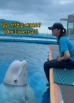 솔직한 벨루가 ㅋㅋㅋ - SIR - 개발자 커뮤니티