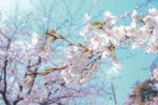 여긴 이제 벚꽃 엔딩... > 자유게시판 여긴 이제 벚꽃 엔딩... > SIR