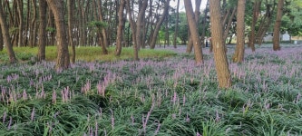 장항 맥문동 축제 (장항 송림 자연 휴양림 ) > 자유게시판 장항 맥문동 축제 (장항  송림  자연 휴양림 ) > SIR