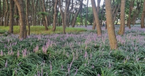 장항 맥문동 축제 (장항 송림 자연 휴양림 ) - SIR - 개발자 커뮤니티 장항 맥문동 축제 (장항  송림  자연 휴양림 ) - SIR - 개발자 커뮤니티