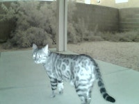 동물농장 버전 멍멍이랑 냐옹이 > 자유게시판 동물농장 버전 멍멍이랑 냐옹이 > SIR