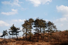 그누보드 - 소나무동산입니다. > 사진게시판 소나무동산입니다. > SIR