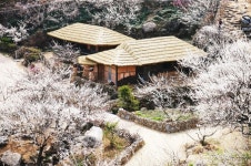 광양매화마을 - SIR - 개발자 커뮤니티 광양매화마을  - SIR - 개발자 커뮤니티