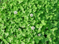 크로바 - SIR - 개발자 커뮤니티