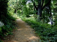 숲과 오솔길..07 - SIR - 개발자 커뮤니티