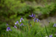 붓꽃 > 사진게시판 붓꽃 > SIR