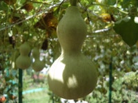 조롱박_1 - SIR - 개발자 커뮤니티