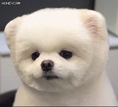 귀여운 강아지 - SIR - 개발자 커뮤니티