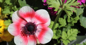 어느 식당앞에서.. - SIR - 개발자 커뮤니티