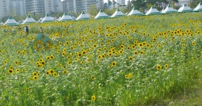 안산 해바라기 축제 - SIR - 개발자 커뮤니티