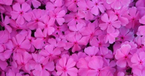 수안보에서 - SIR - 개발자 커뮤니티