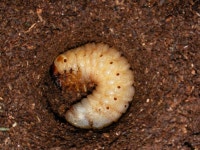 장수풍뎅이 애벌레 - SIR - 개발자 커뮤니티