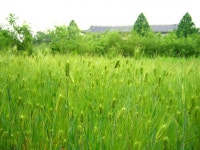 보리밭 ... > 사진게시판 보리밭 ... > SIR