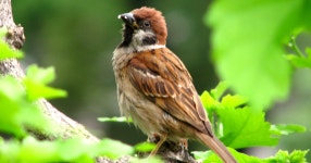 참새 - SIR - 개발자 커뮤니티