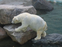 백곰 > 사진게시판 백곰 > SIR