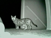 동물농장 버전 멍멍이랑 냐옹이 > 고양이동물농장 버전 멍멍이랑 냐옹이 > SIR