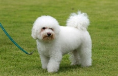 비숑 프리제 [ Bichon Frise ] > 개 비숑 프리제 [ Bichon Frise ] > SIR