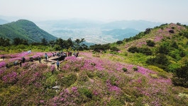 제암산 철쭉 > 사진 제암산 철쭉 > SIR