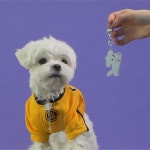 스포츠산업의 지식 허브 시리 리브 샌드박스, 동물의 날 기념 기부 프로젝트 상품 공개 - 스포츠 미디어 시리 [SPORT MEDIA SIRI]