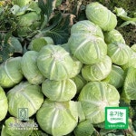 제주오가닉스 유기농 양배추 6kg (제주산, 실중량) - 이마트몰, 원하는 상품을 원하는 시간에 쓱, 이마트몰 제주오가닉스 유기농 양배추 6kg... 