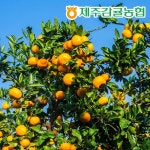 [제주바람] 제주농협 직송 제주 하우스감귤 2.5kg (L~2L/18~22과) - 이마트몰, 원하는 상품을 원하는 시간에 쓱, 이마트몰 [제주바람]... 
