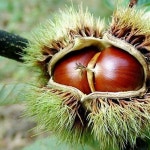 [오늘출발] [함평월야농협] 나비고을 현미 1kg - 이마트, 이마트몰, 당신과 가장 가까운 이마트 [오늘출발] [함평월야농협] 나비고을 현미 1kg... 