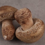 송화버섯-특품선물용 1kg - 이마트몰, 원하는 상품을 원하는 시간에 쓱, 이마트몰 송화버섯-특품선물용 1kg - 이마트몰