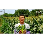 식탐대첩 흙내음농장 정품 초당옥수수 10개입16cm이상 - 이마트몰... 이마트몰 식탐대첩 흙내음농장 정품 초당옥수수 10개입16cm이상 - 이마트몰