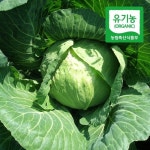 초록초록팜 유기농 제주 월동 양배추 1kg 1-2통 친환경 제철 야채 PS - 이마트몰
