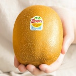 [G] 제스프리 맛젤 슈퍼점보 골드키위 2.9kg(개당 180g 내외, 16입)... 제스프리 맛젤 슈퍼점보 골드키위 2.9kg(개당 180g 내외, 16입) - 이마트몰