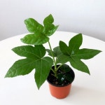 믿고 사는 즐거움 SSG.COM 마이플랜트 브랜드 상품보기