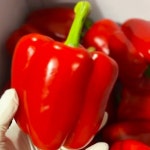 특품 농수산 국내산신선한빨간파프리카 빨강파프리카 경매 빨간피망 진주 1kg - 이마트몰, 원하는 상품을 원하는 시간에 쓱, 이마트몰 특품... 