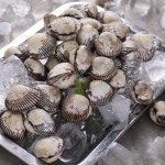 산지직송 벌교 새꼬막(대)1kg - 이마트몰, 원하는 상품을 원하는 시간에 쓱, 이마트몰 산지직송 벌교 새꼬막(대)1kg - 이마트몰