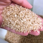 이마트몰, 원하는 상품을 원하는 시간에 쓱, 이마트몰 24년햅쌀 고인돌 쌀1.5kg (500g+500g+500g) 강화섬쌀 현미 _정미소직판 - 이마트몰