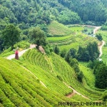 보성+담양 남도대표 관광 일번지 - 이마트몰, 원하는 상품을 원하는... 8명][KTX-당일]강력추천! 보성+담양 남도대표 관광 일번지 - 이마트몰