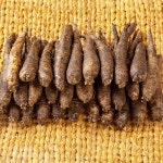 금산 울몸애 세척 더덕 특상 800g (30~40뿌리) 가정용 - 이마트몰