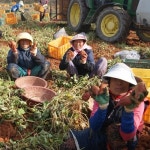 24년 해남 베니하루카 비세척 꿀고구마 5kg (특대) - 이마트몰, 원하는 상품을 원하는 시간에 쓱, 이마트몰 24년 해남 베니하루카 비세척... 