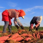 24년 해남 베니하루카 비세척 꿀고구마 5kg (특대) - 이마트몰, 원하는 상품을 원하는 시간에 쓱, 이마트몰 24년 해남 베니하루카 비세척... 