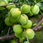 (6/17~순차출고) 은희농원 광양 매실 원액용 황매실 34호 10kg (34mm이하) 매실액 매실청 - 이마트몰, 원하는 상품을 원하는 시간에 쓱... 