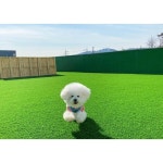 [옹진군] 영흥도 글램독 (애견전용) - 이마트몰, 원하는 상품을 원하는 시간에 쓱, 이마트몰 [옹진군] 영흥도 글램독 (애견전용) - 이마트몰