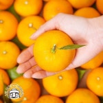 서귀포 하례마을 하우스감귤 2kg (대과, 실중량), 이마트몰, 당신과 가장 가까운 이마트 서귀포 하례마을 하우스감귤 2kg (대과, 실중량)