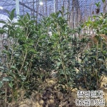 금목서 나무 묘목 H1.0전후 분묘목 가을 만리향 향기 정원수 조경수... 0전후 분묘목 가을 만리향 향기 정원수 조경수 (같이가치농원) - 이마트몰