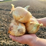 [모닝배송][우리가락]양파 중 2kg 1망 - 이마트, 이마트몰, 당신과 가장 가까운 이마트 [모닝배송][우리가락]양파 중 2kg 1망 - 이마트