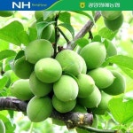 [산지직송/5월 28일 이후 순차출고] 광양원예농협 매실 5kg(왕특/2L) 실중량 - 이마트몰, 원하는 상품을 원하는 시간에 쓱, 이마트몰... 