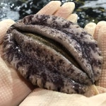 [해신수산]  완도활전복 특특大 5-6미 1kg / 최고급 사이즈국내산(양식) - 이마트몰   [해신수산]   완도활전복 특특大 5-6미 1kg / 최고급...