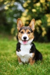 Dog Themes | Shared Folder | Guppy Raptors Amino
