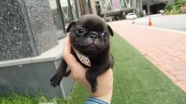 꼬리 흔드는 댕깽이 - 에누리 쇼핑지식 자유게시판