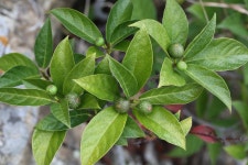 생물다양성 스마트스쿨 - 전통지식 국립생물자원관 생물다양성 백과사전